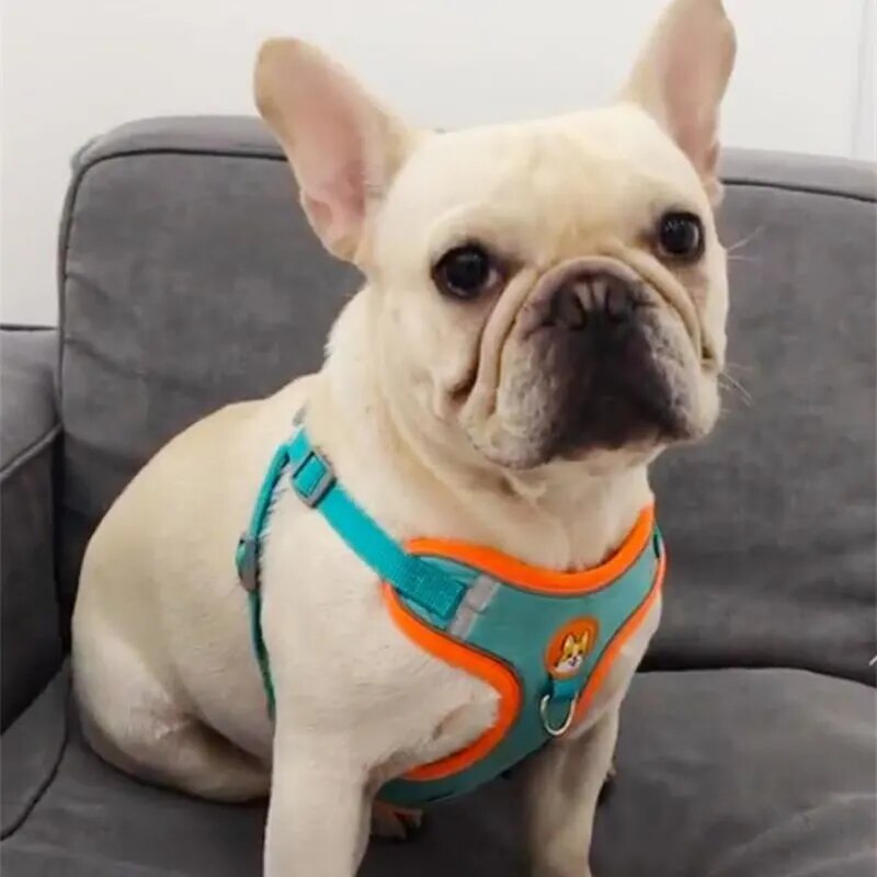 Hundegeschirr