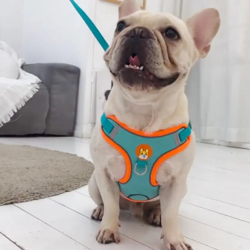 Hundegeschirr